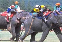Elephant Polo, Thailand 